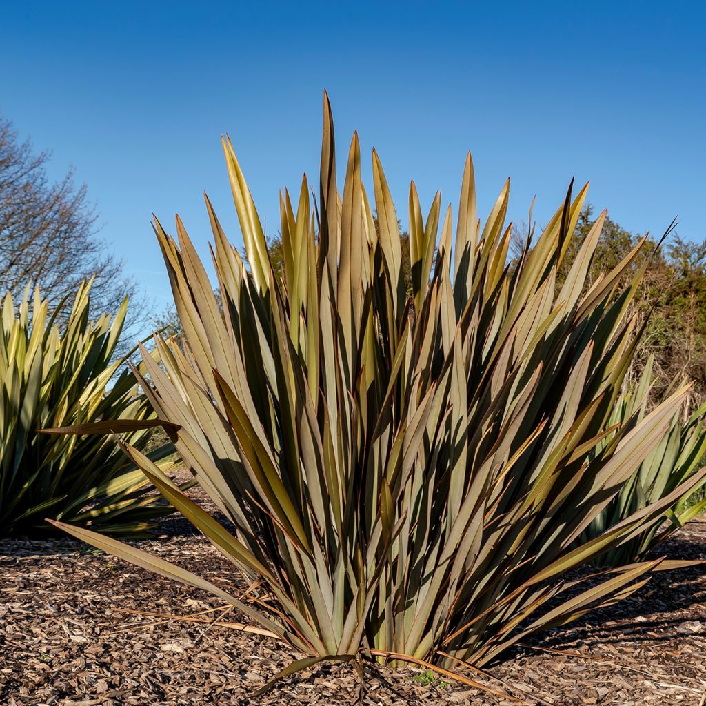Phormium tenax Atropurpureum (samen) - Neuseeländischer Flachs