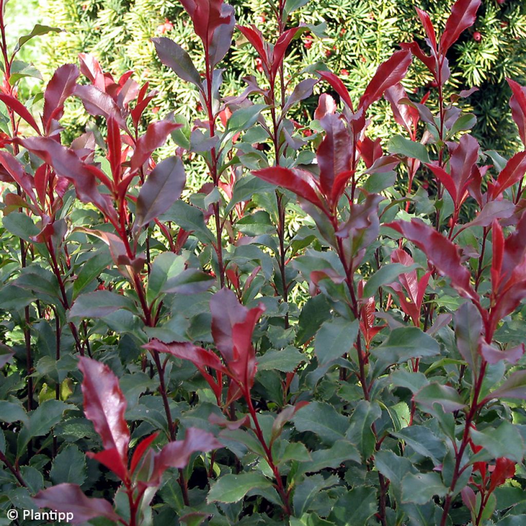 Zwerg Glanzmispel Corallina - Photinia fraseri