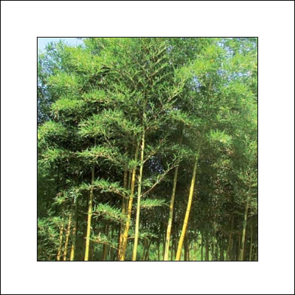 Holzbambus Castillonis - Phyllostachys bambusoides