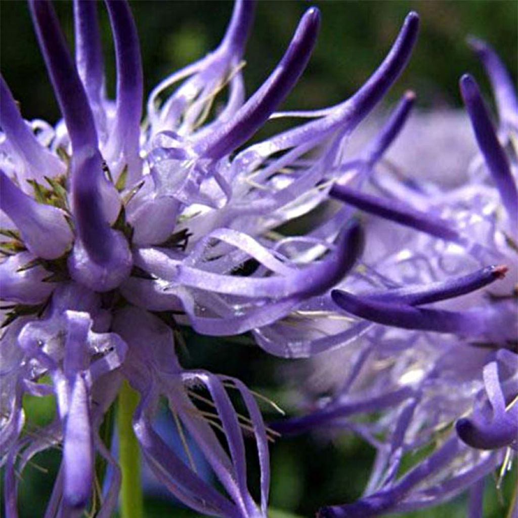 Phyteuma scheuchzeri - Raiponce de Scheuchzer