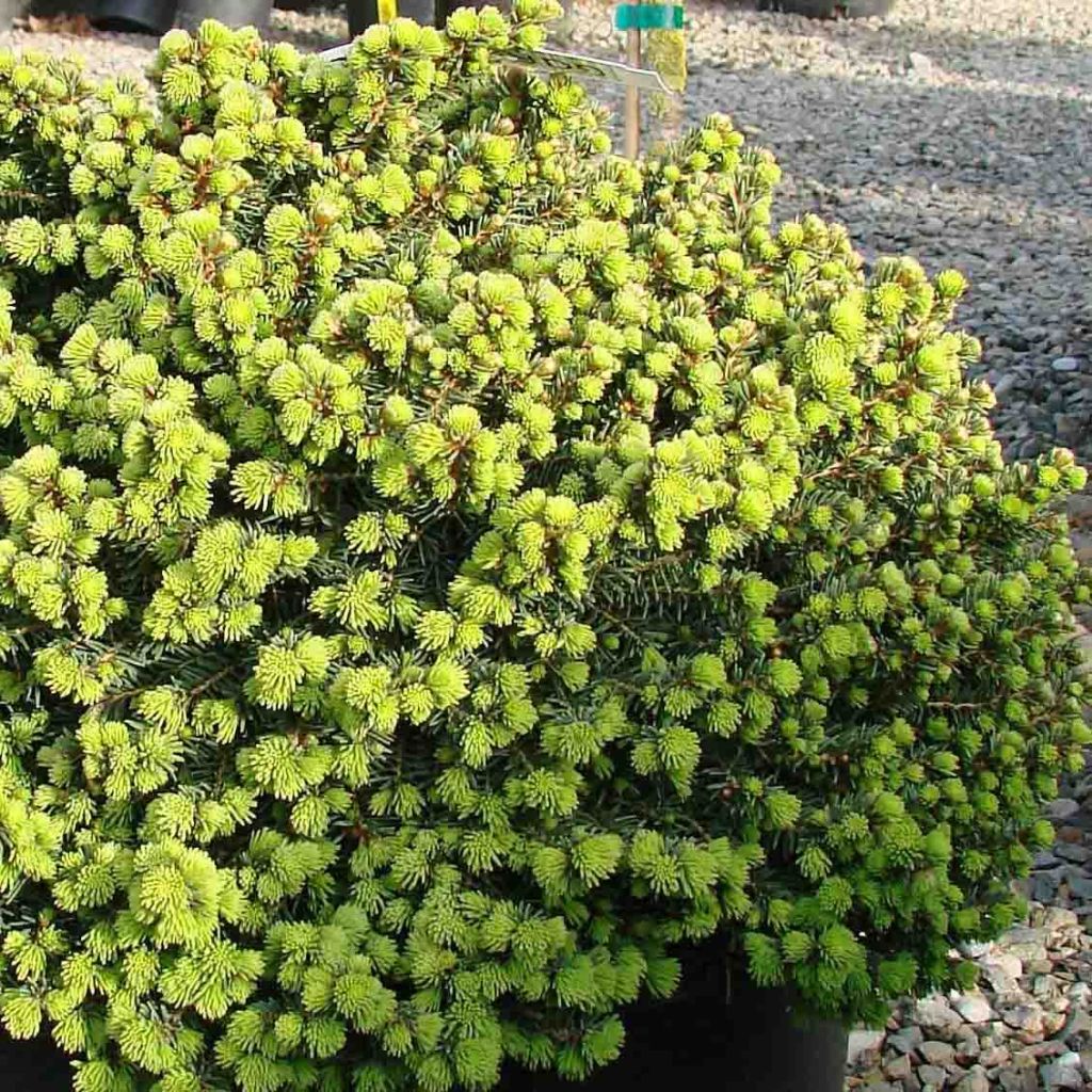 Picea abies Little Gem - Epicea commun nain