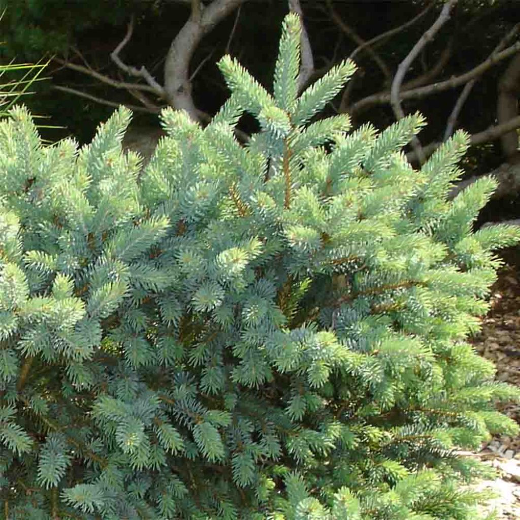 Picea glauca Cecilia - Epinette blanche