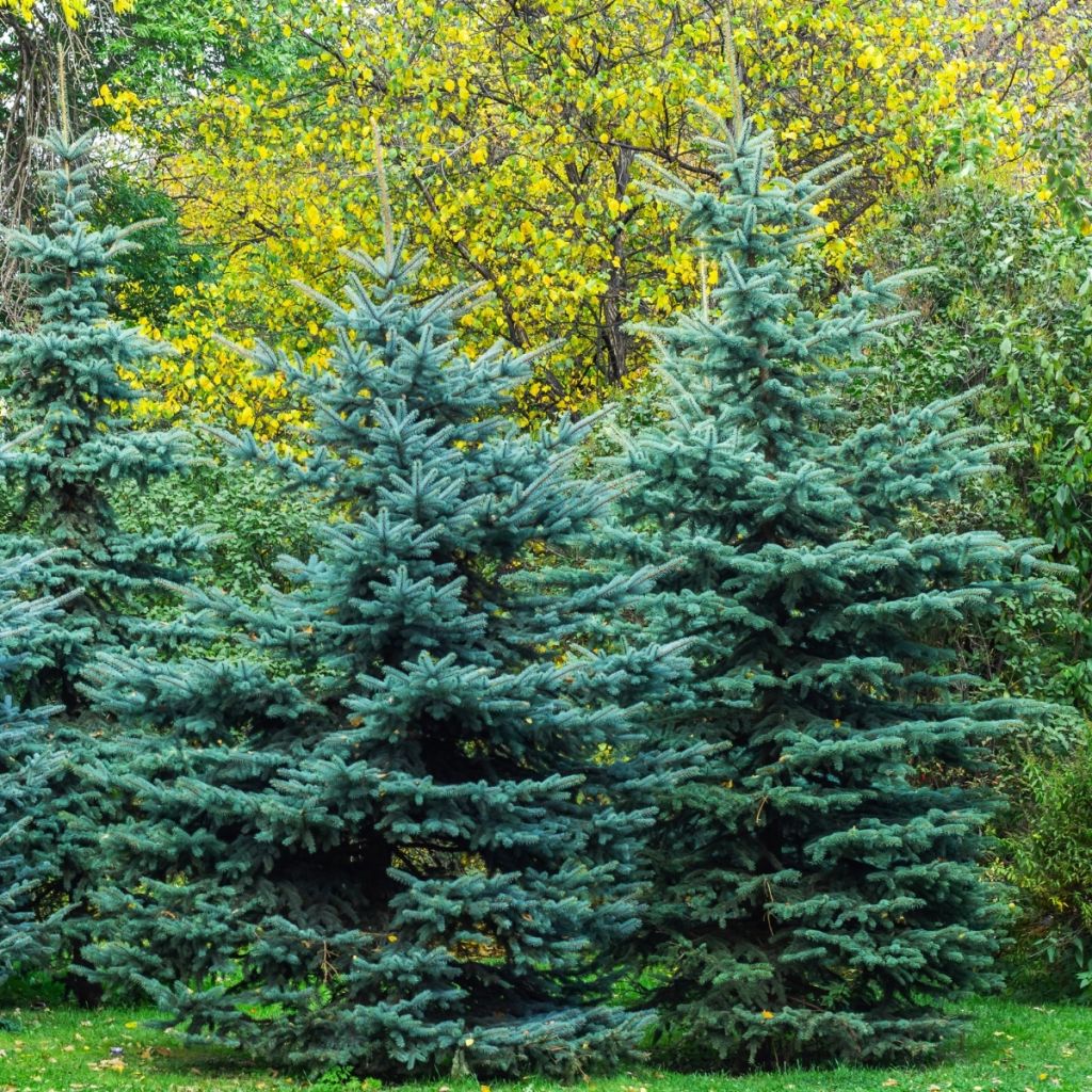 Picea pungens Iseli Fastigiate