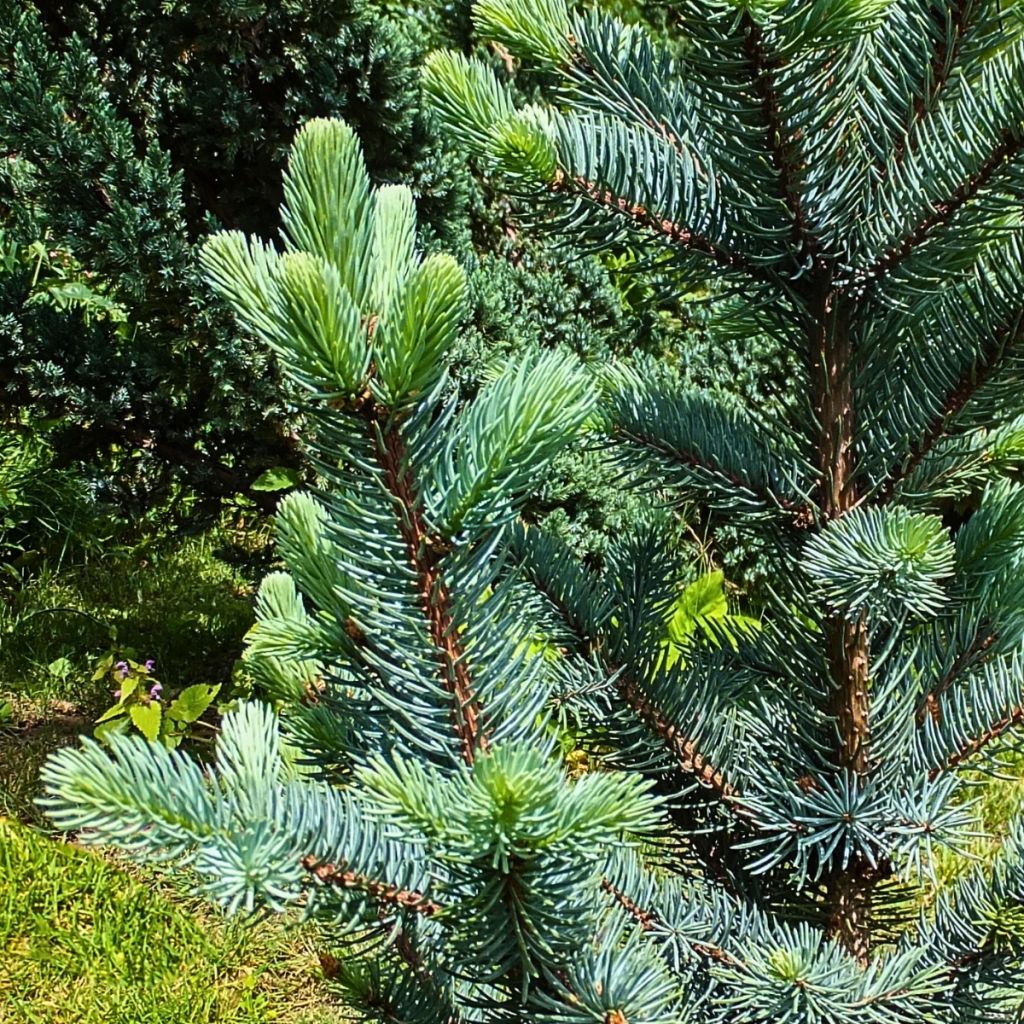 Picea pungens Iseli Fastigiate