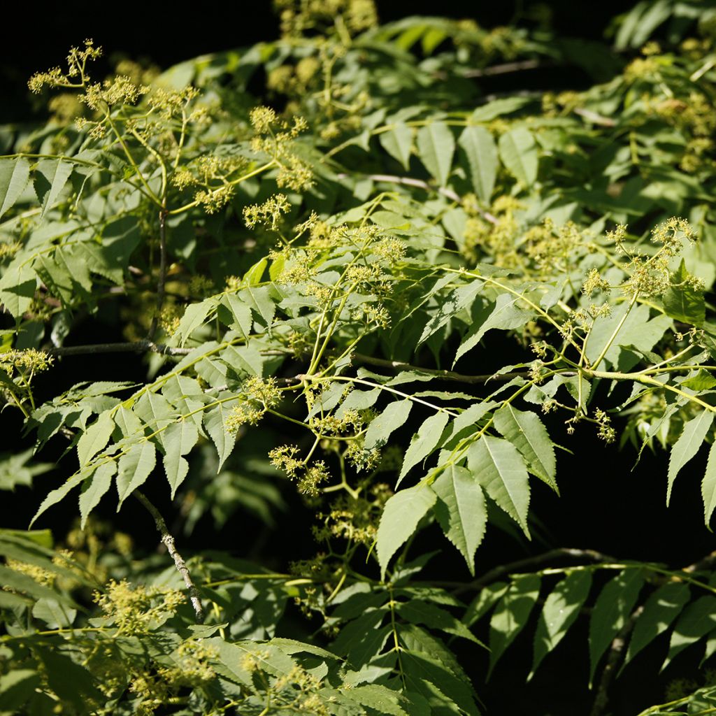 Picrasma quassioides - Bitterholz