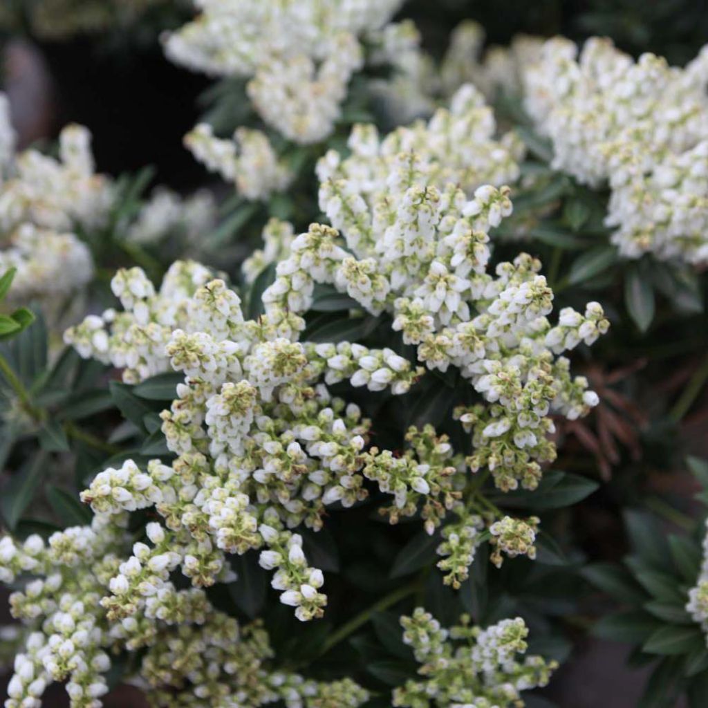 Pieris Debutante - Andromède du Japon