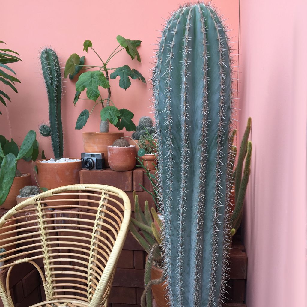 Pilosocereus azureus - Blauer säulenkaktus