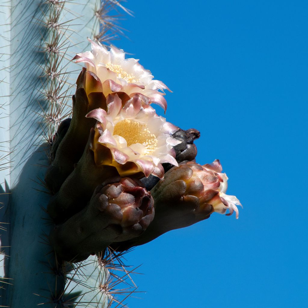 Pilosocereus azureus - Blauer säulenkaktus