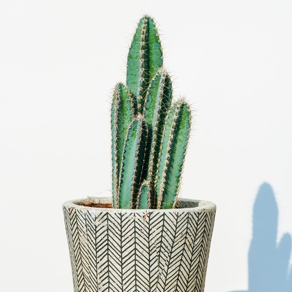 Pilosocereus azureus - Blauer säulenkaktus