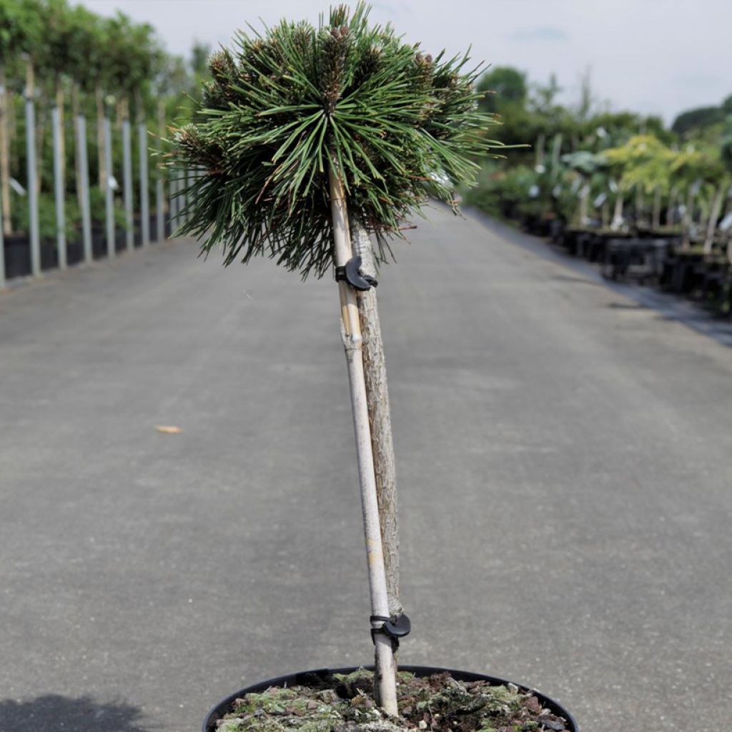 Pin de montagne - Pinus mugo Benjamin
