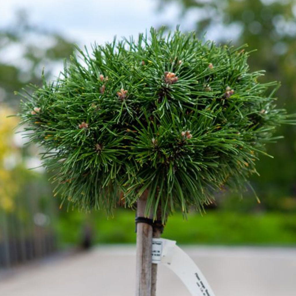 Pin de montagne - Pinus mugo Benjamin