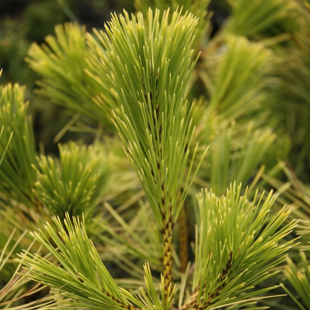 Pinus thunbergii Ogon - Japanische Schwarzkiefer