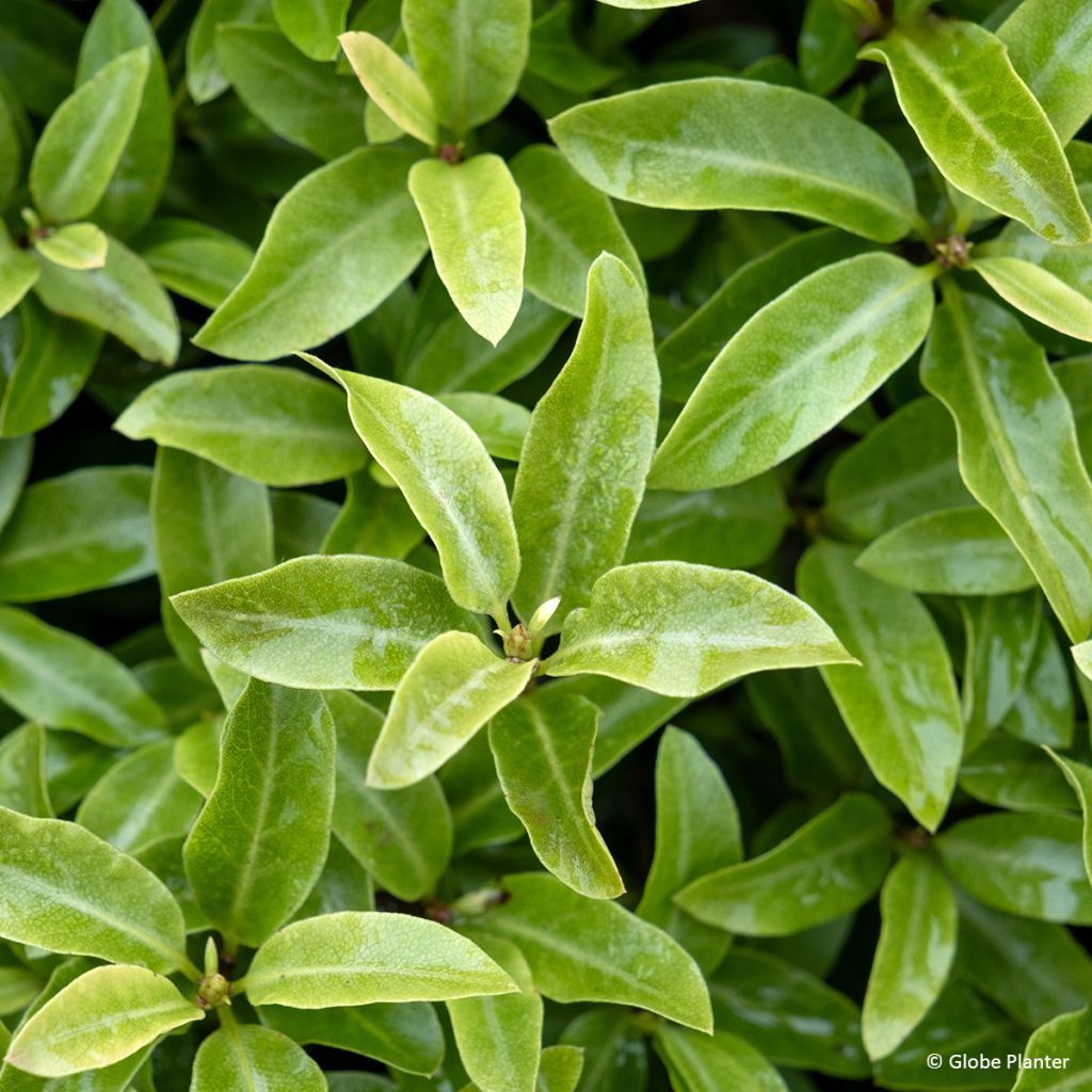 Pittosporum Orbitea - Schmalblättriger Klebsame