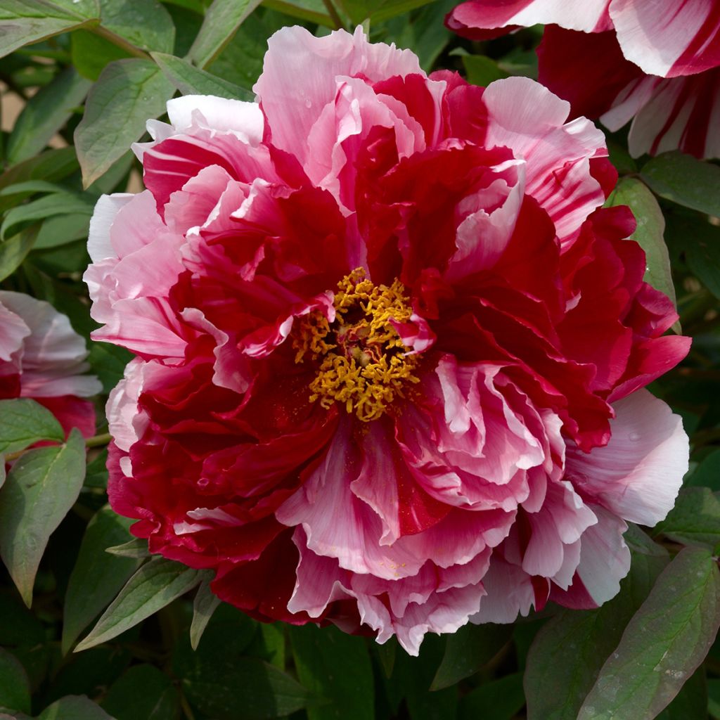 Paeonia suffruticosa Camouflage (Dao Jin) - Strauch-Pfingstrose