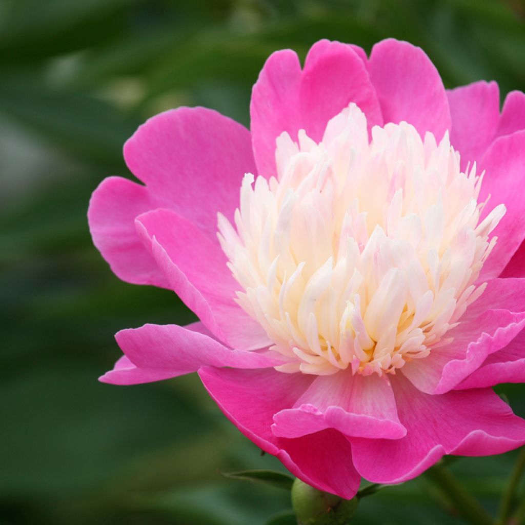Paeonia lactiflora Bowl of Beauty - Edel-Pfingstrosen