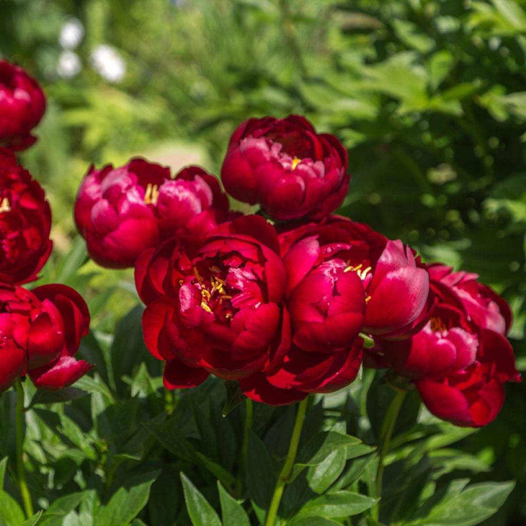 Paeonia lactiflora Buckeye Belle - Edel-Pfingstrosen