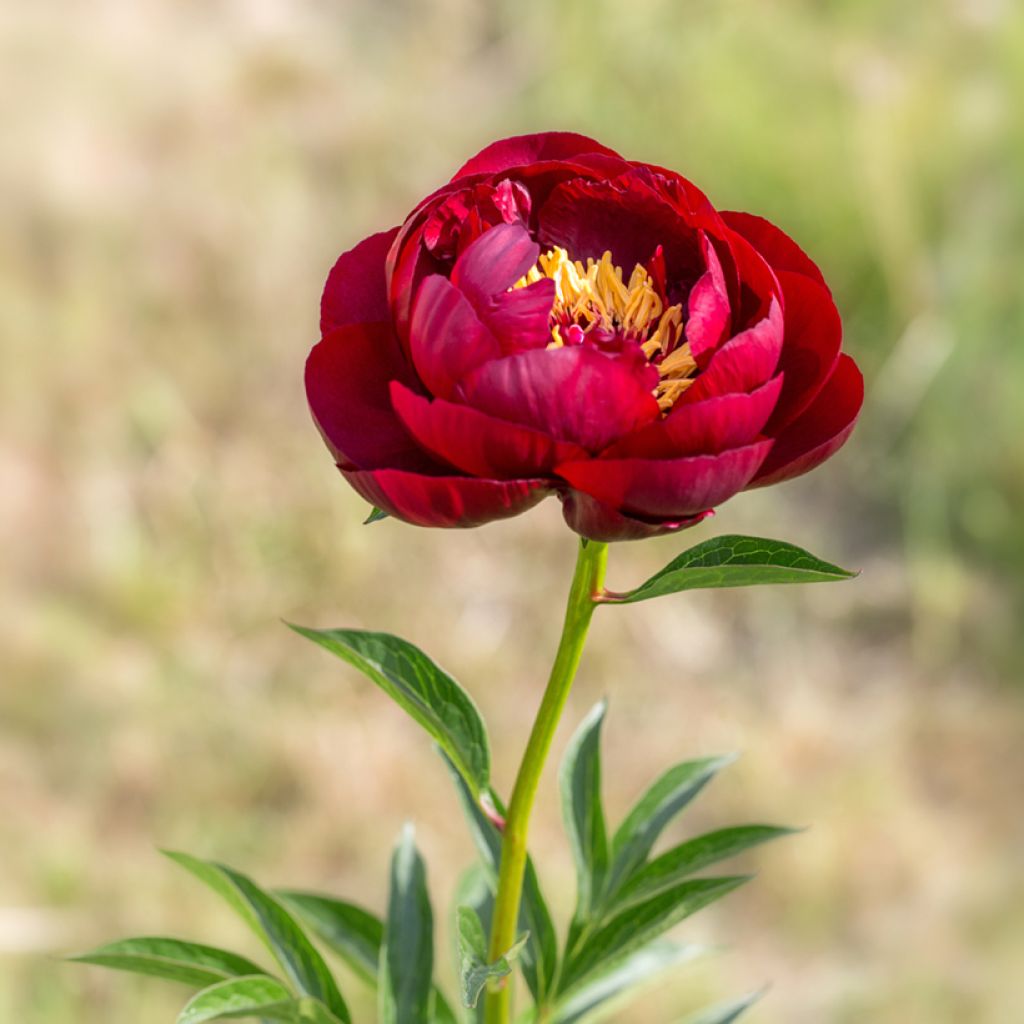 Paeonia lactiflora Buckeye Belle - Edel-Pfingstrosen
