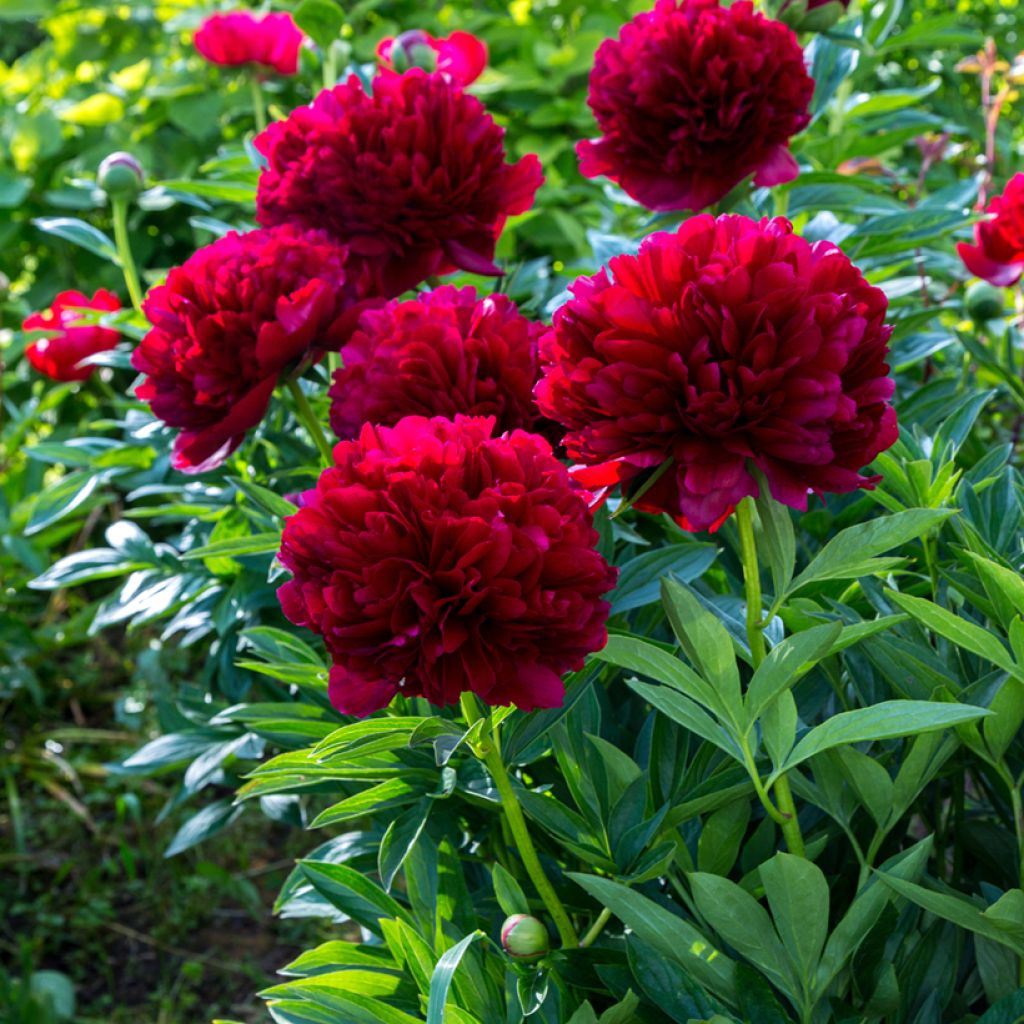 Pivoine lactiflora Command Performance