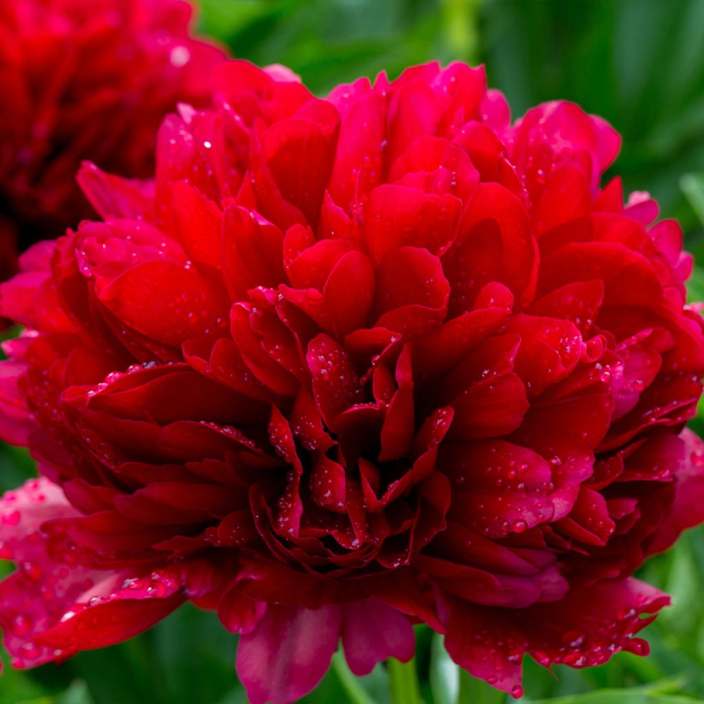 Pivoine lactiflora Command Performance