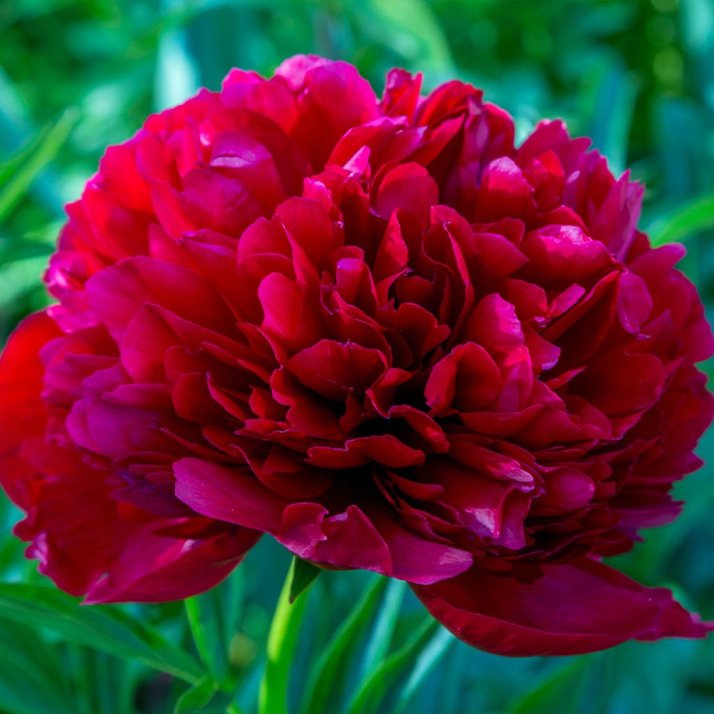 Pivoine lactiflora Command Performance
