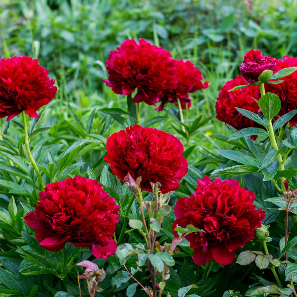 Pivoine lactiflora Command Performance