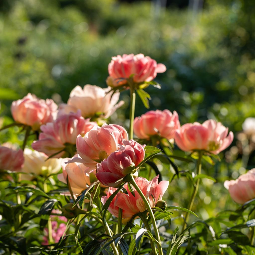 Paeonia lactiflora Coral Charm - Edel-Pfingstrosen