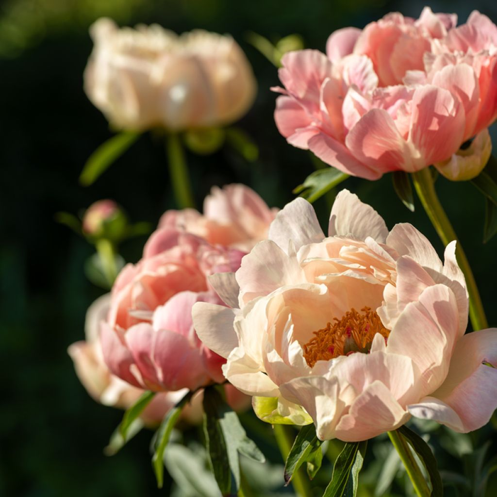 Paeonia lactiflora Coral Charm - Edel-Pfingstrosen