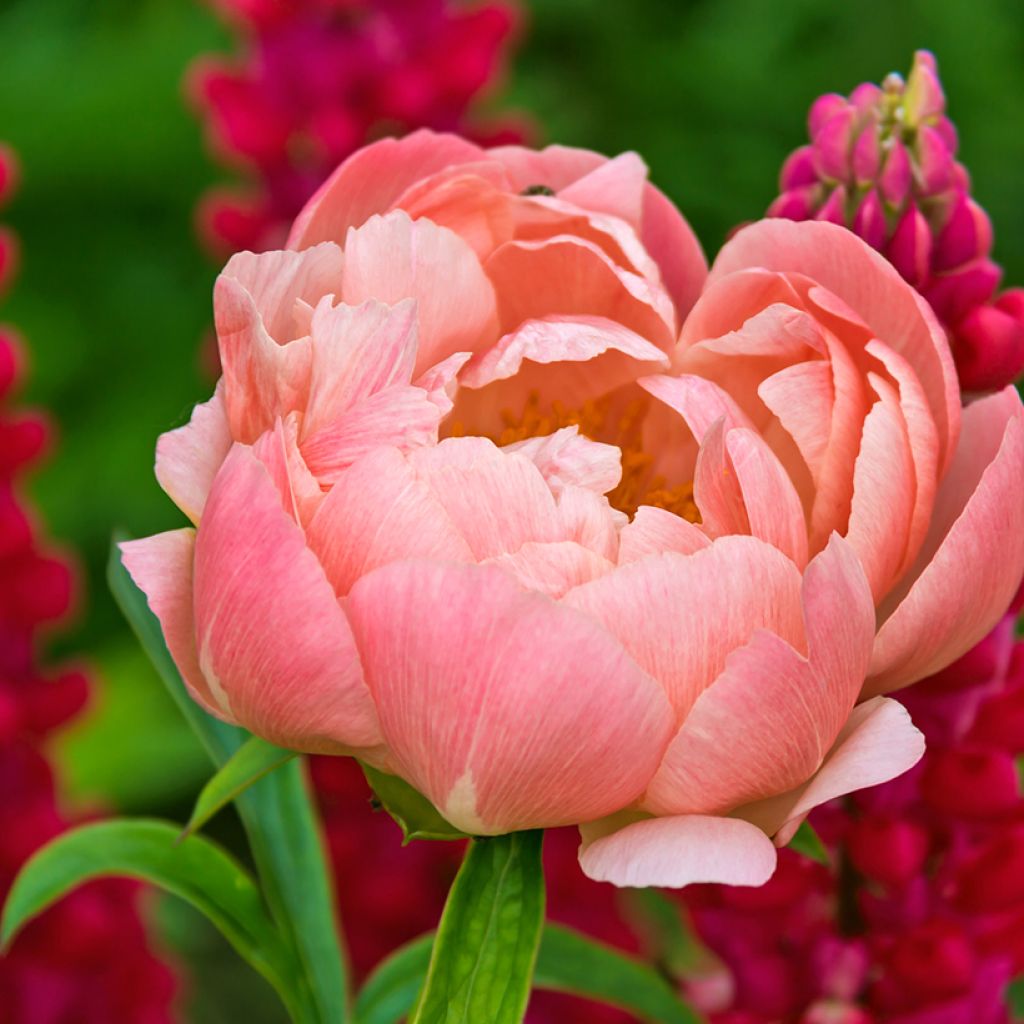 Paeonia lactiflora Coral Charm - Edel-Pfingstrosen
