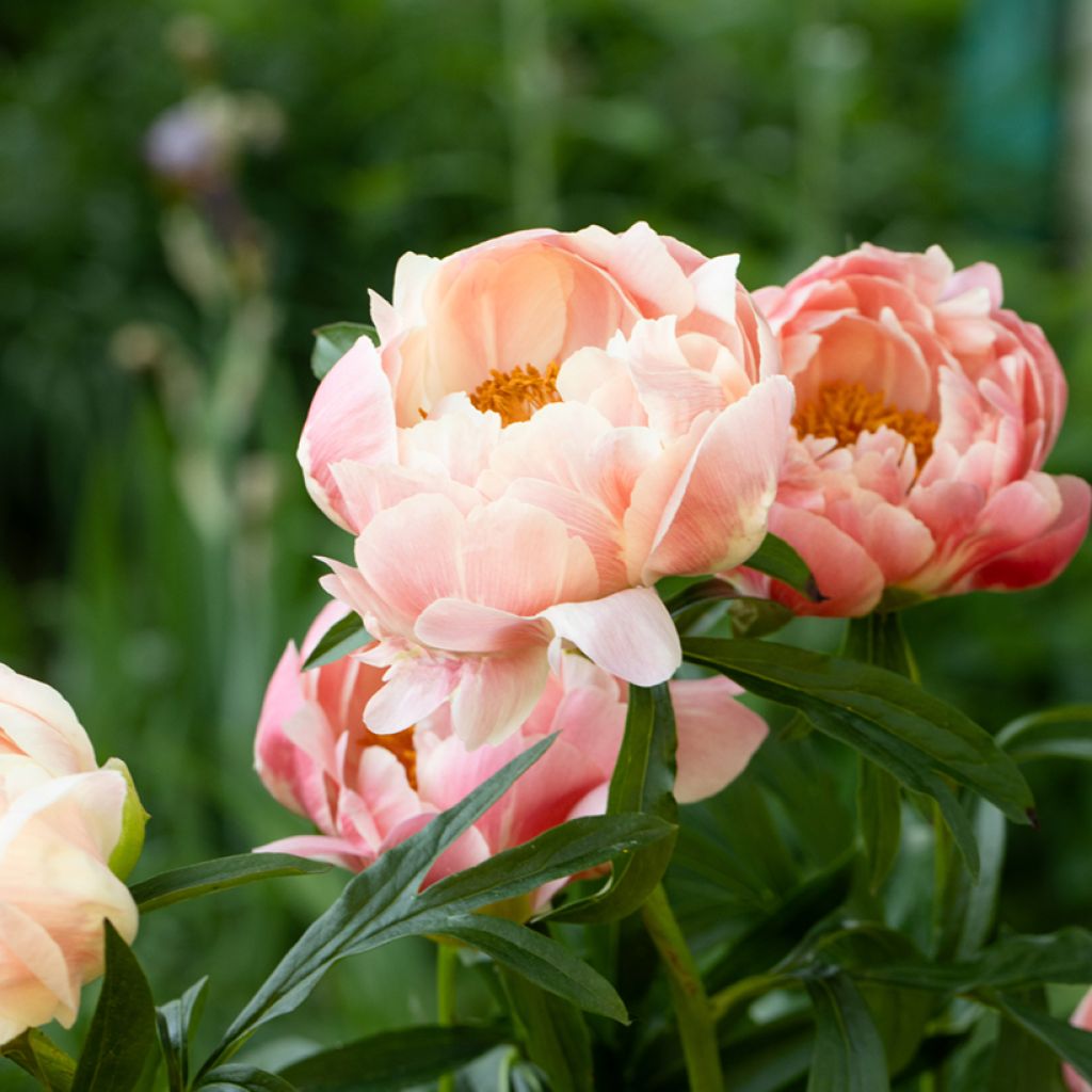 Paeonia lactiflora Coral Charm - Edel-Pfingstrosen
