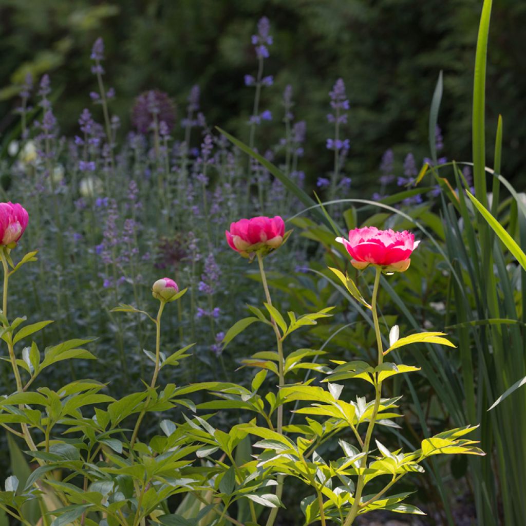 Paeonia lactiflora Cytherea - Edel-Pfingstrosen