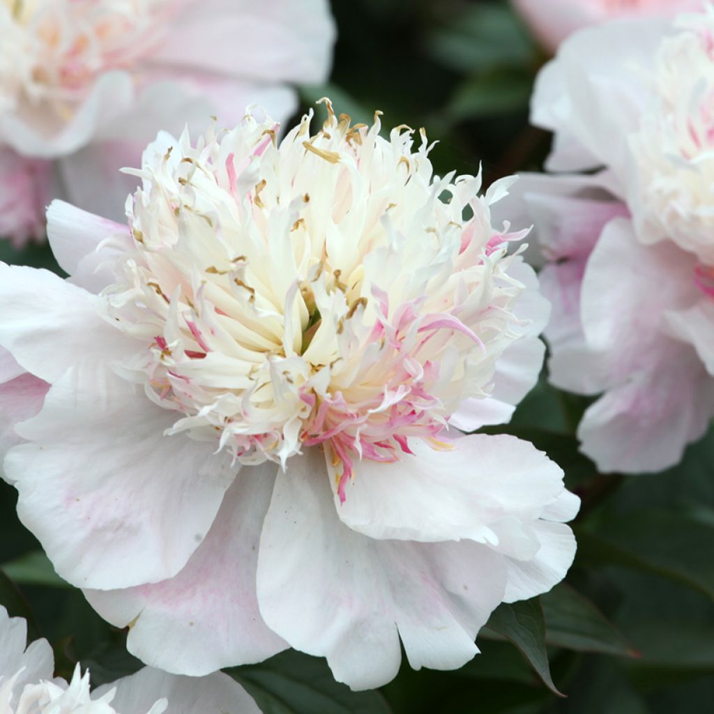 Paeonia lactiflora Do Tell - Edel-Pfingstrosen