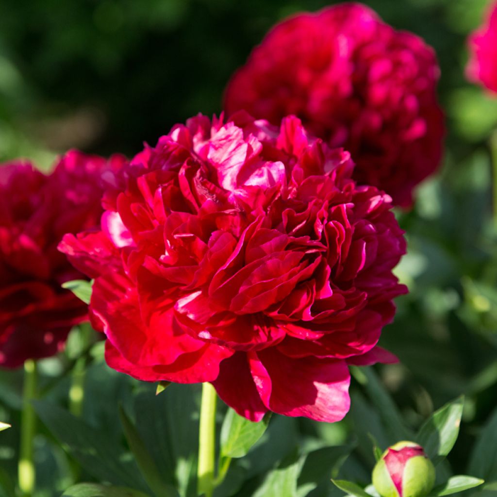 Paeonia lactiflora Bockstoce - Edel-Pfingstrosen