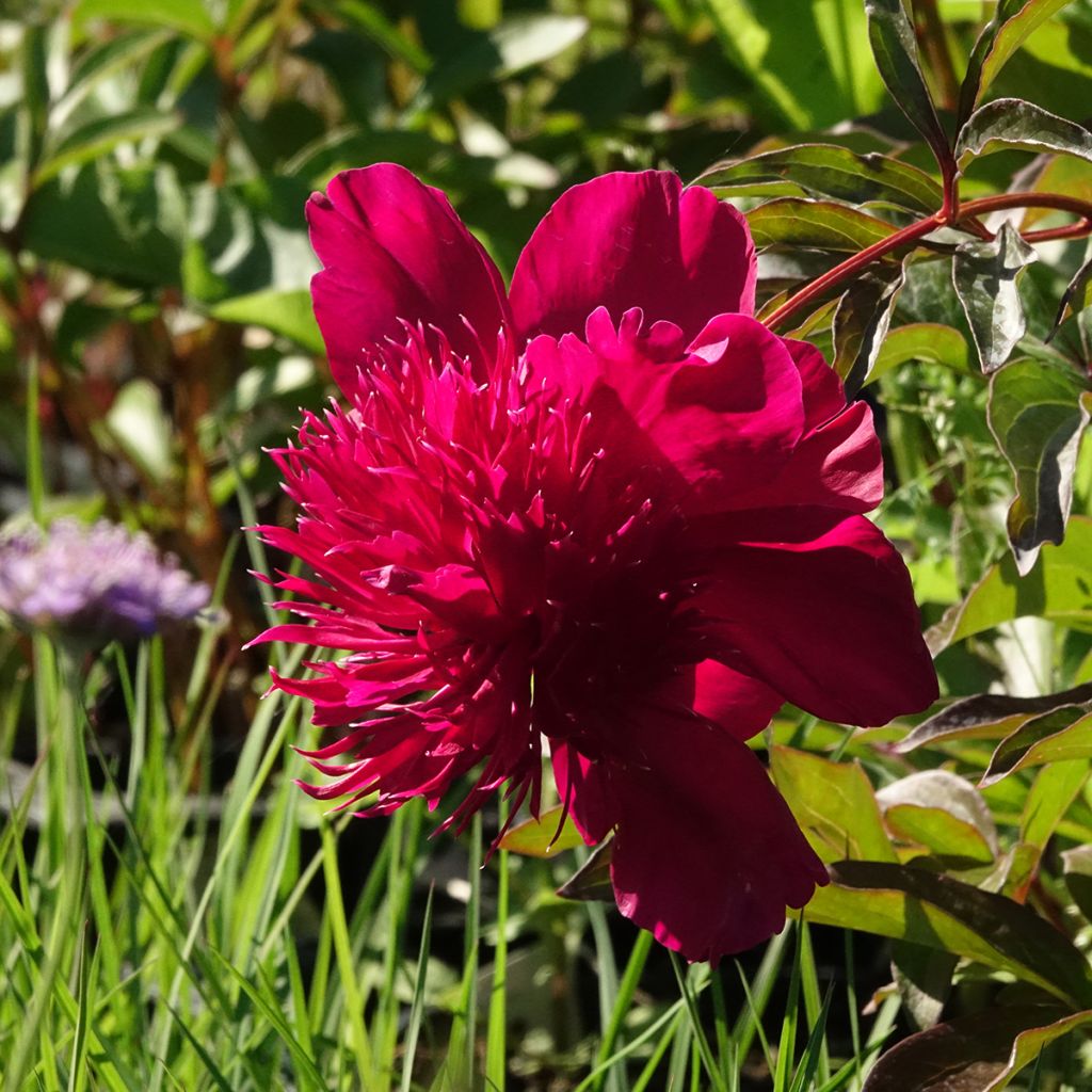 Paeonia lactiflora Inspecteur Lavergne - Edel-Pfingstrosen