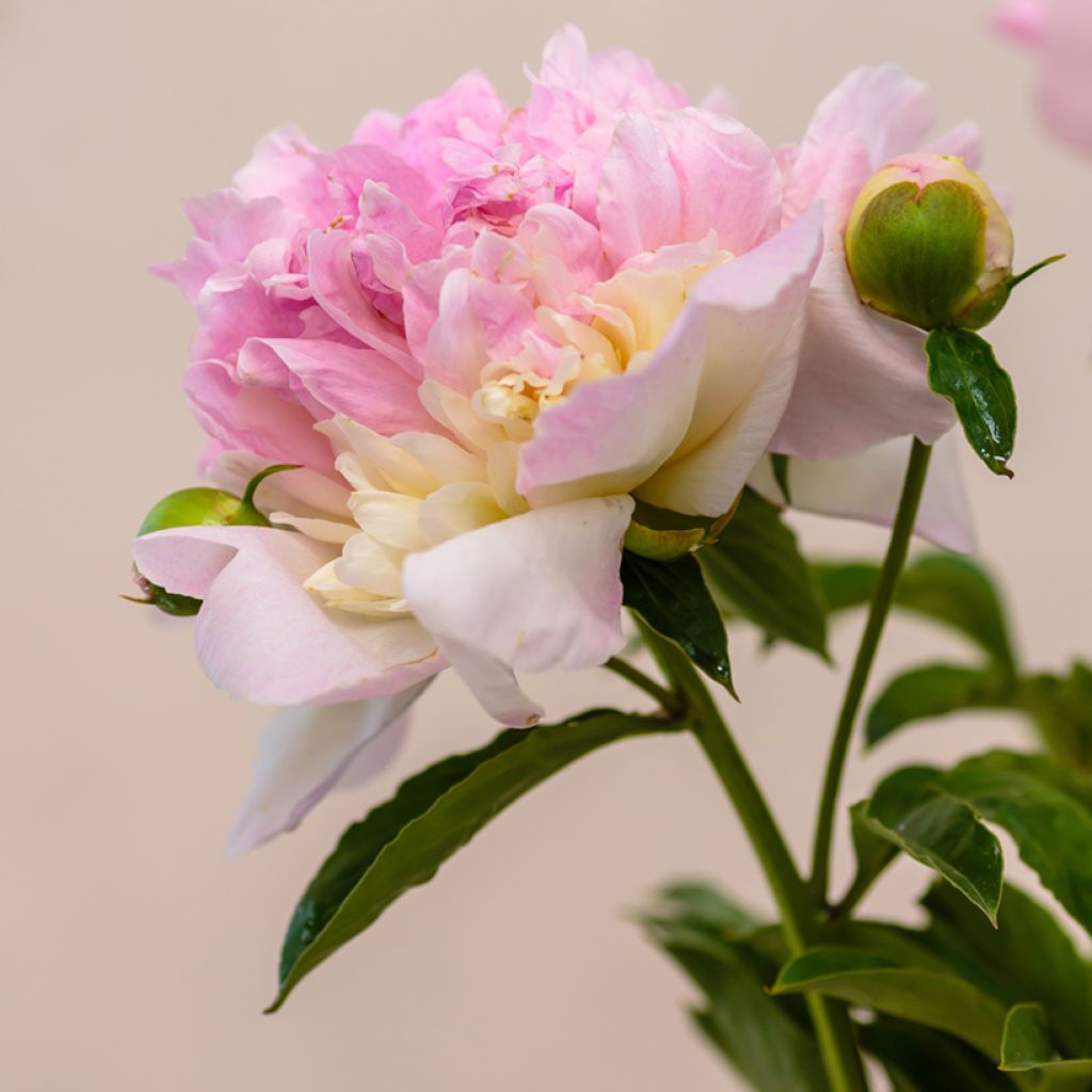 Paeonia lactiflora Raspberry Sunday - Edel-Pfingstrosen