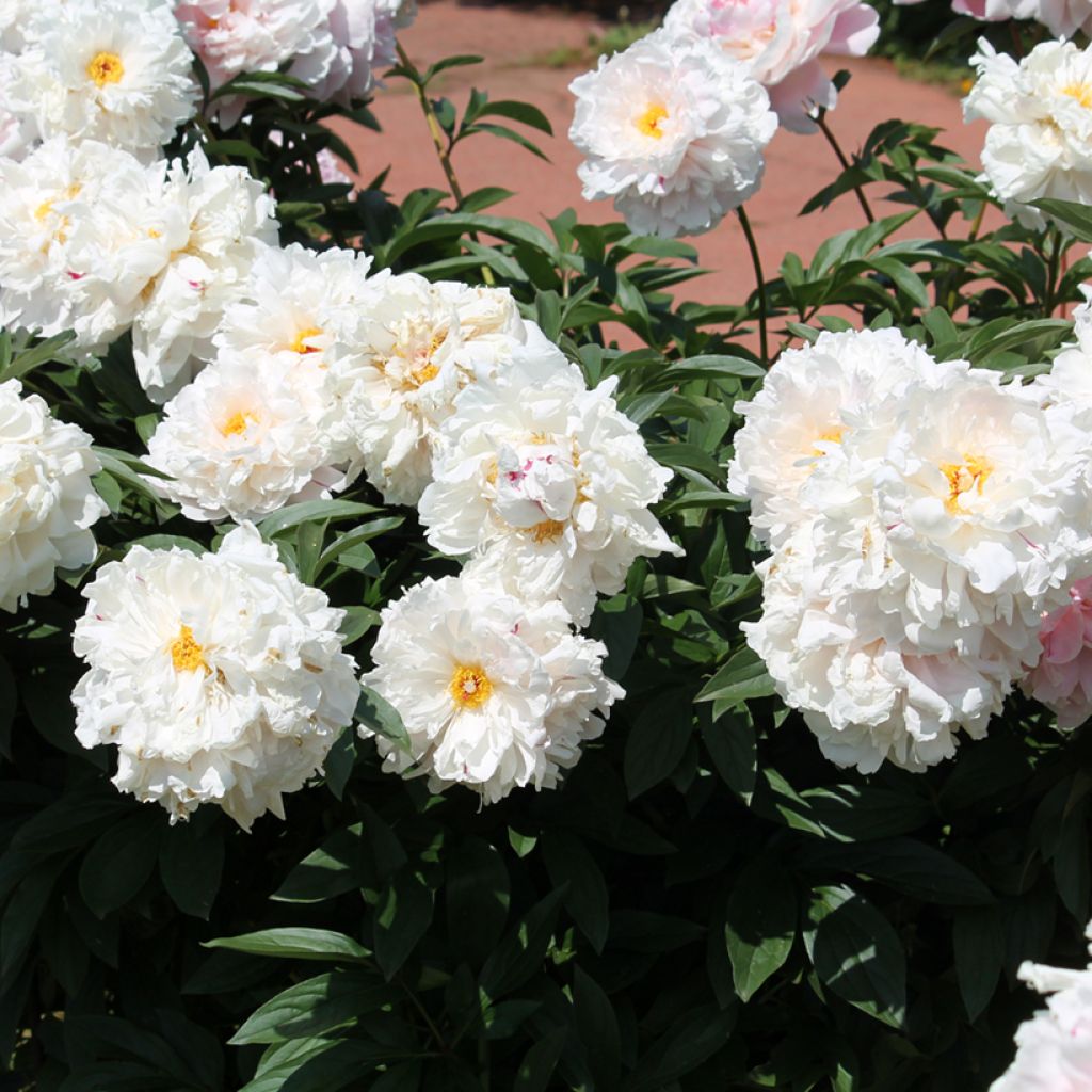 Paeonia lactiflora Reine Hortense - Edel-Pfingstrosen