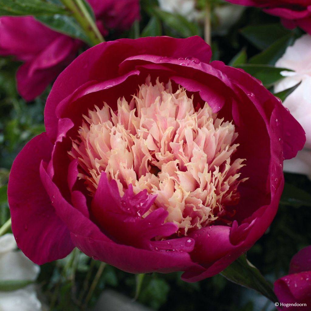 Paeonia lactiflora White Cap - Edel-Pfingstrosen