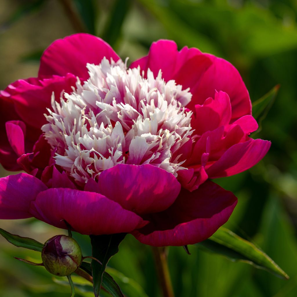 Paeonia lactiflora White Cap - Edel-Pfingstrosen