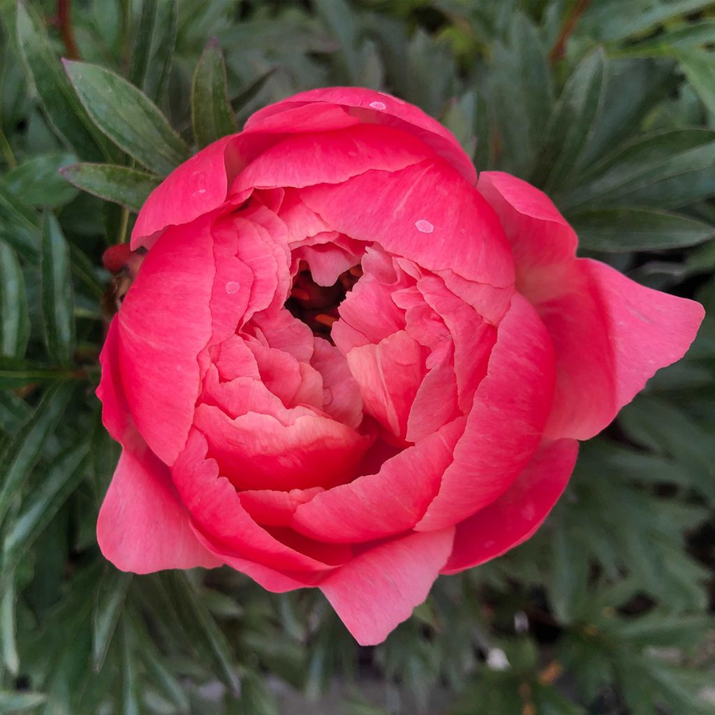 Paeonia lactiflora Coral Charm - Edel-Pfingstrosen