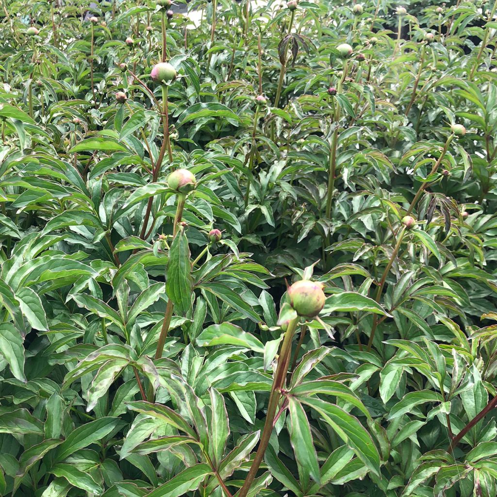 Paeonia lactiflora Coral Charm - Edel-Pfingstrosen