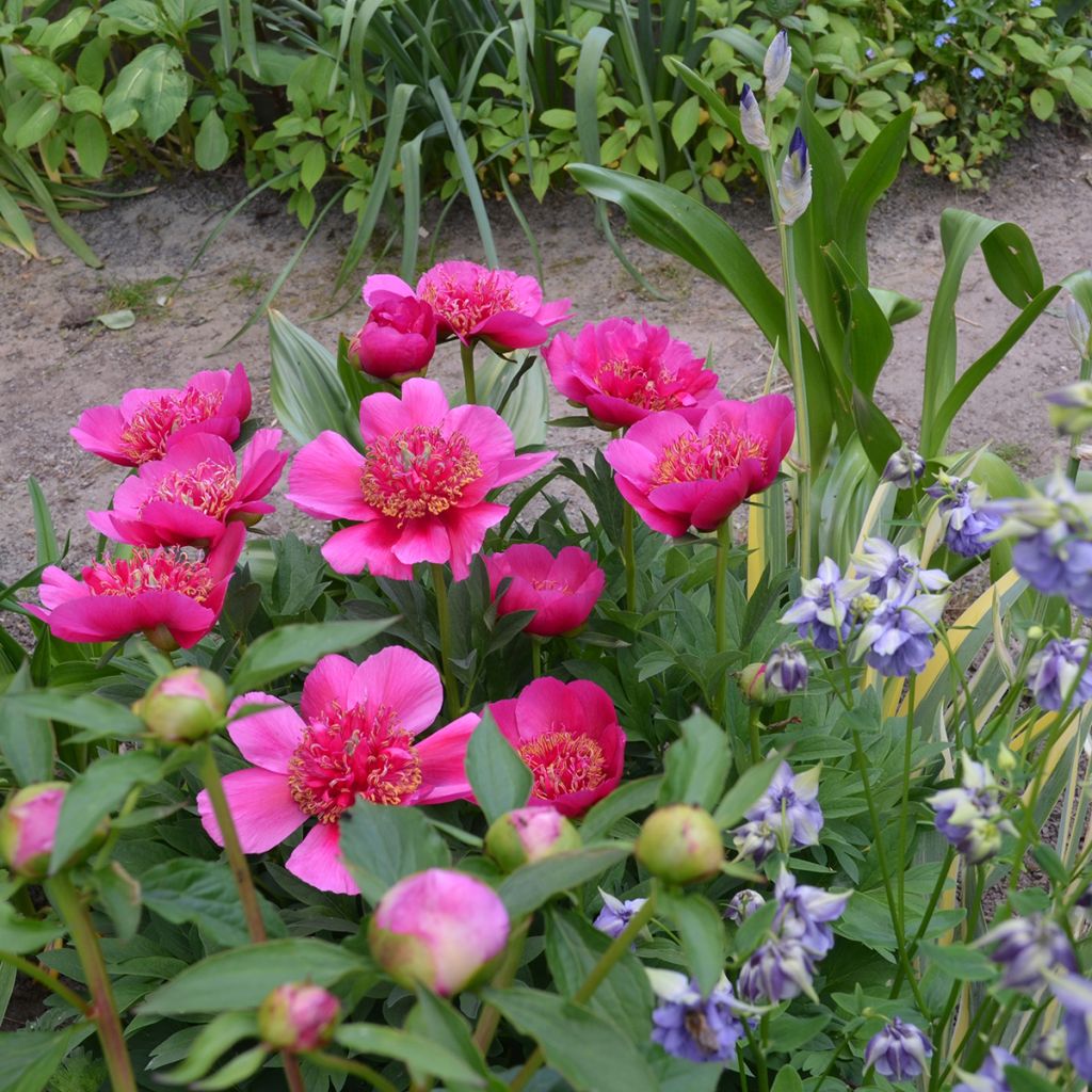 Pivoine officinale Anemoniflora - Pfingstrose