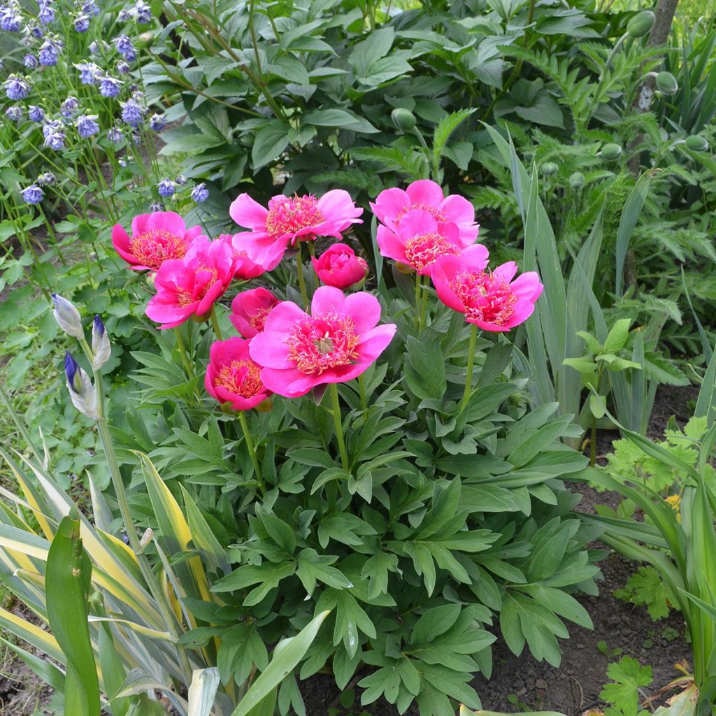 Pivoine officinale Anemoniflora - Pfingstrose