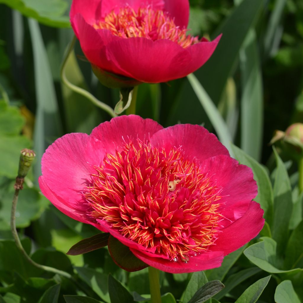 Pivoine officinale Anemoniflora - Pfingstrose