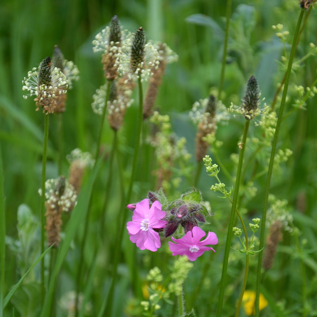 Spitz-Wegerich BIO (Samen) - Plantago lanceolata
