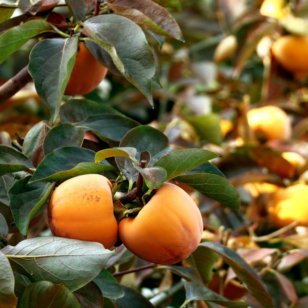 Kaki-Pflaume Ragno - Diospyros kaki
