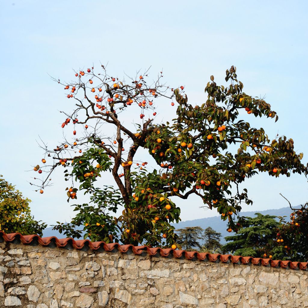 Kaki-Pflaume Ragno - Diospyros kaki