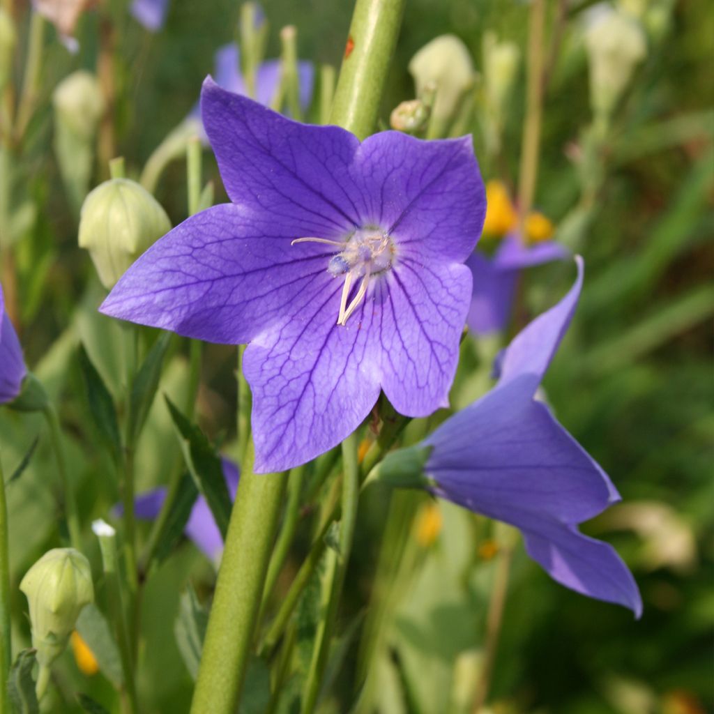 Ballonblume Fuji Blue - Platycodon grandiflorus
