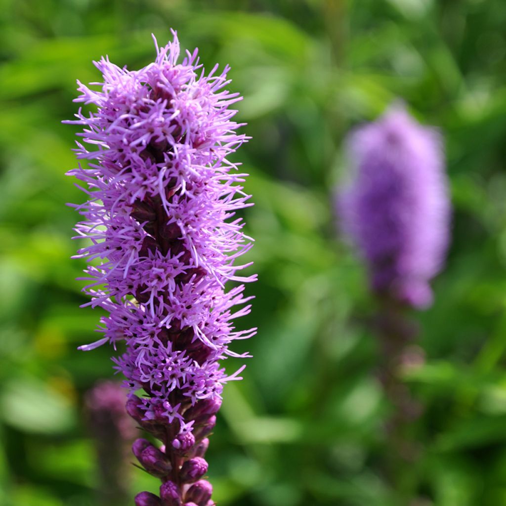 Ährige Prachtscharte Kobold - Liatris spicata