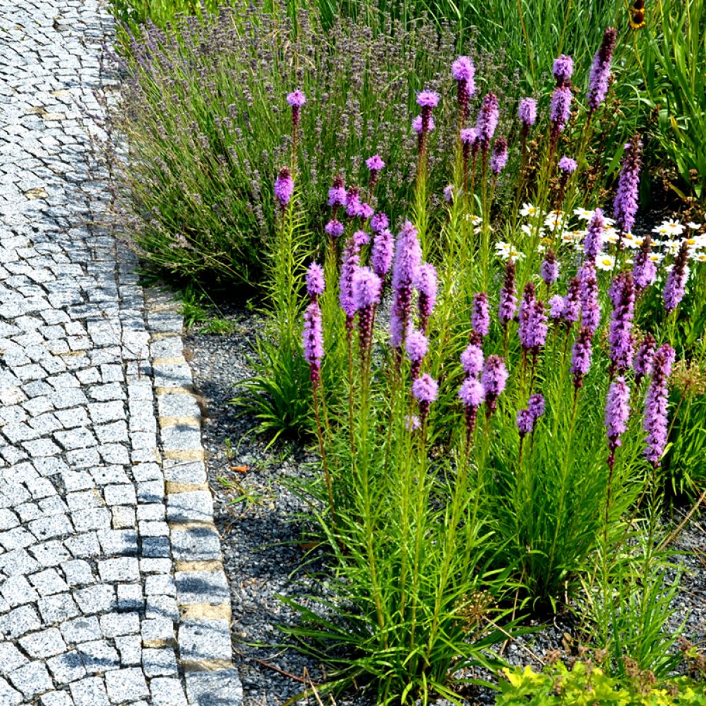 Ährige Prachtscharte Kobold - Liatris spicata
