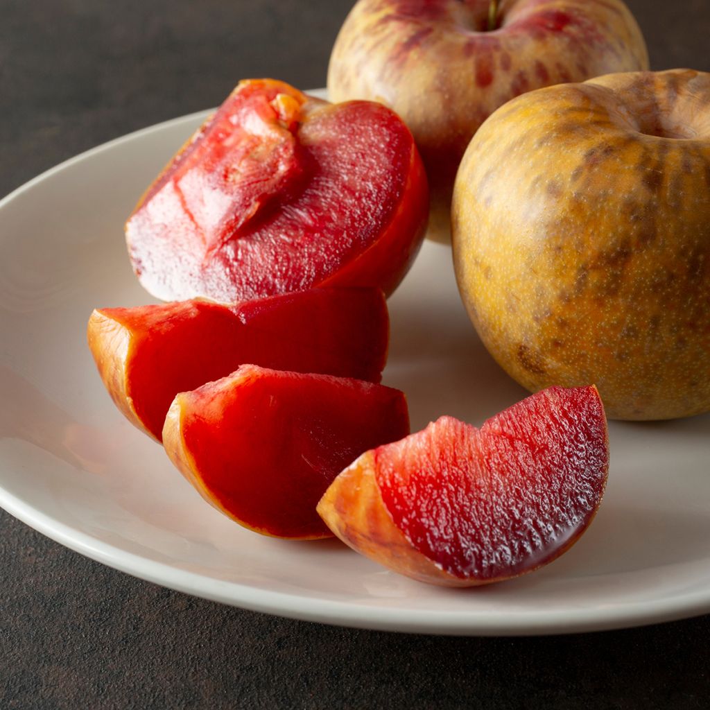 Pluot Dapple Dandy - Prunus Pluot