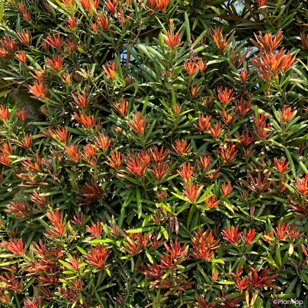 Podocarpus macrophyllus Mood Ring - Grossblättrige Steineibe